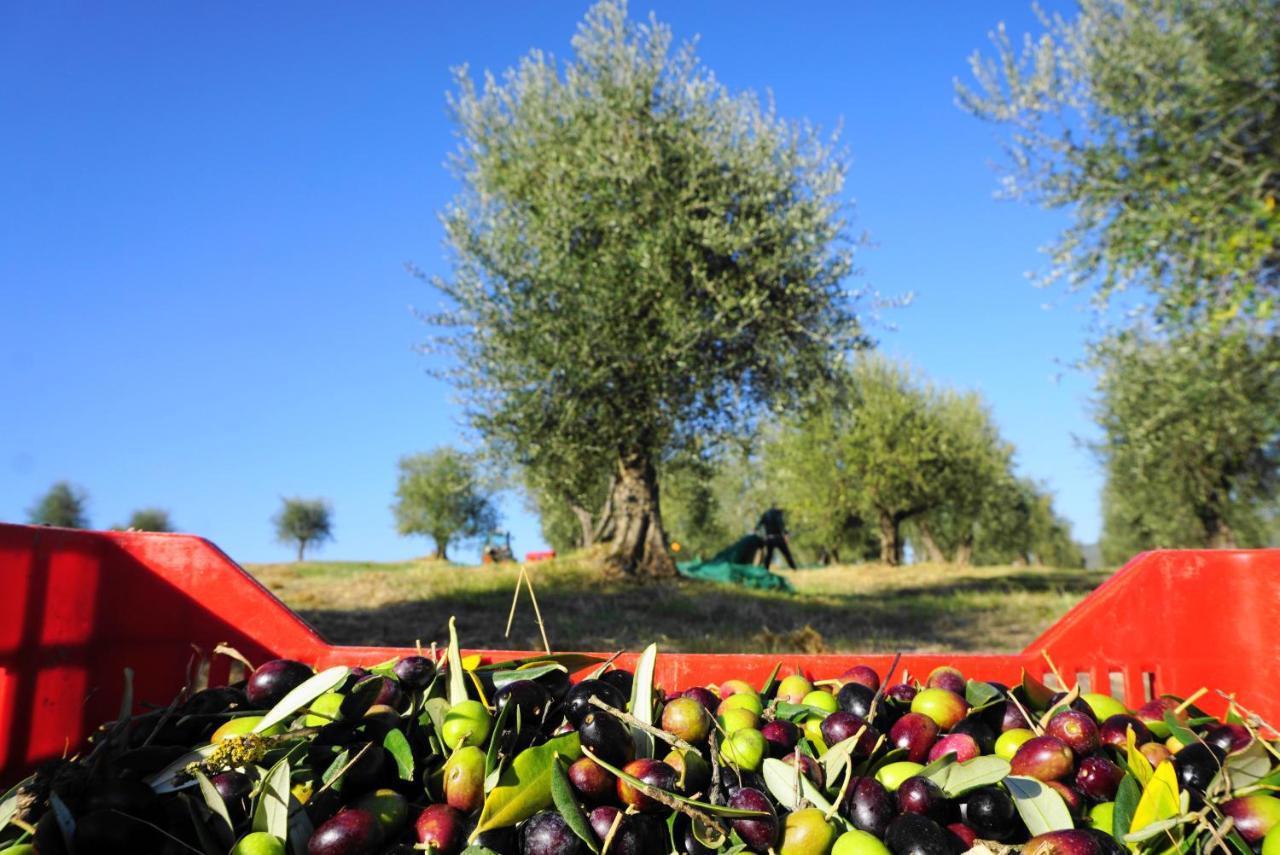 Fattoria Lornano Winery Villa Monteriggioni Exterior foto